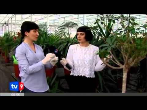 ტროპიკული მცენარის მოვლა