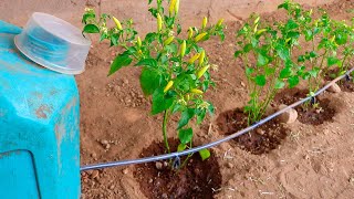 How to make HOME AND AUTOMATIC DRIP IRRIGATION for chilis, strawberries, tomatoes