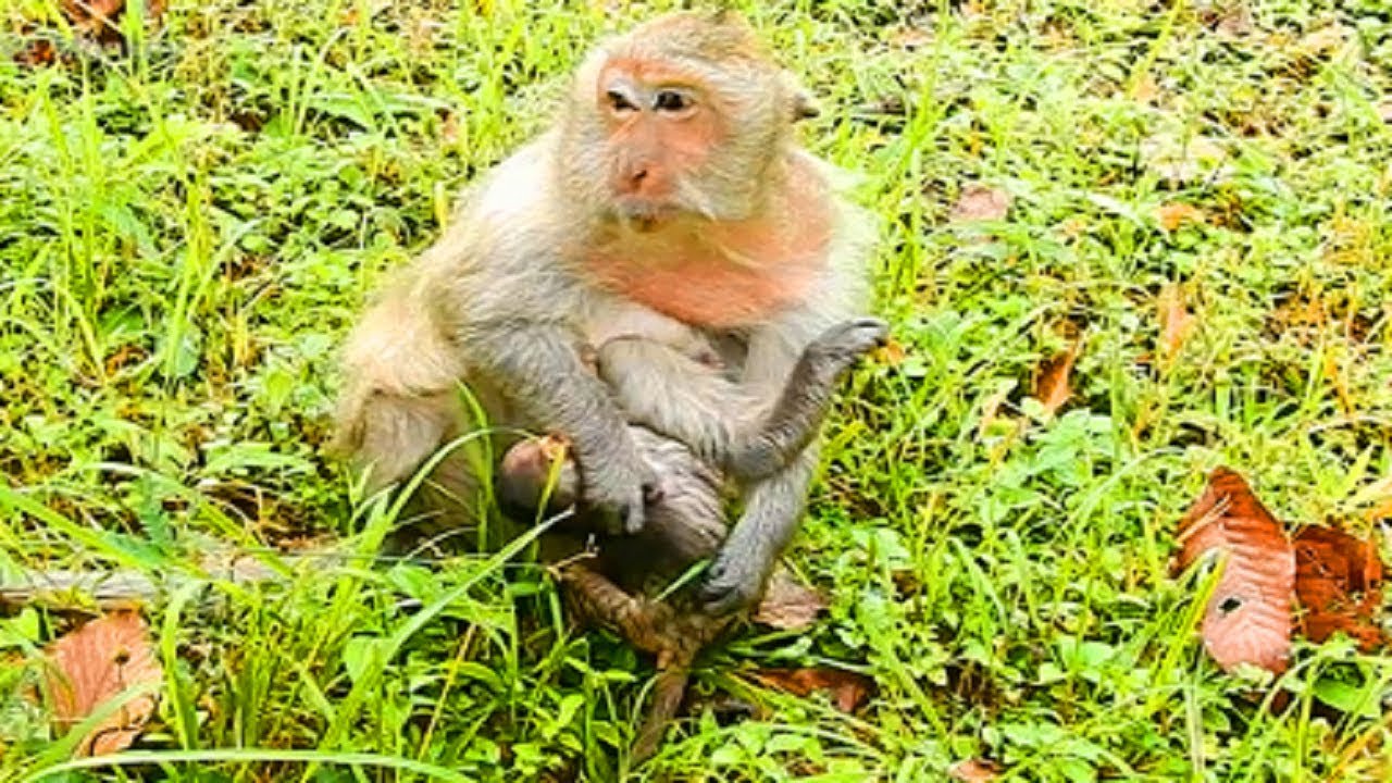 Poor Timo ANGRY Mom, Not Breastfeeding, New Baby Cold and So Hungry After Heavy Rain!