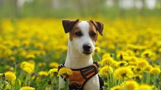 Spring  - beautiful nature, animals,... calming positive video for moments of rest. by Dasha 34 views 1 month ago 8 minutes, 25 seconds