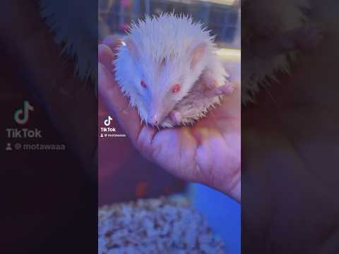 قنفذ عيونه حمراء البينو لونه