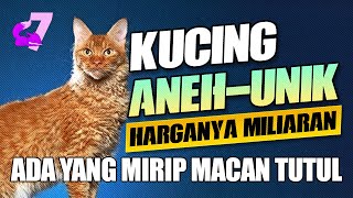 7 JENIS KUCING PALING ANEH YANG JARANG DIPELIHARA ORANG