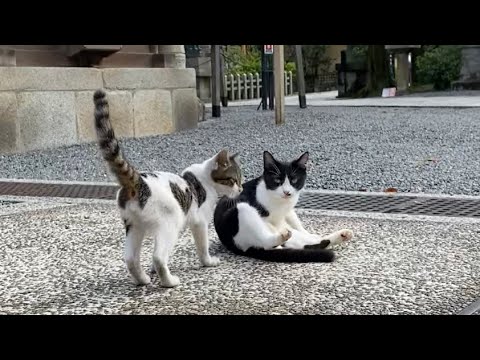 伏見稲荷 参道の真ん中でくつろぐ猫ハチコ親子 Parent And Child Of A Cat Relaxing On The Approach Youtube