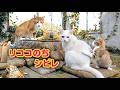 【白猫の日常】リココのちシビレ|ねこせいかつ|After Ricoco, Comes Shibire
