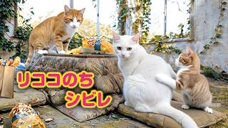 白猫の日常】リココのちシビレ｜ねこせいかつ｜After Ricoco, Comes