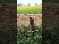 Pigeon Bird (कबूतर)#birds #song #villagelife #wildlife