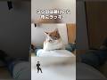「聴けたらラッキー猫の音3選」猫あるある|フルはApple Musicほか音楽アプリへ