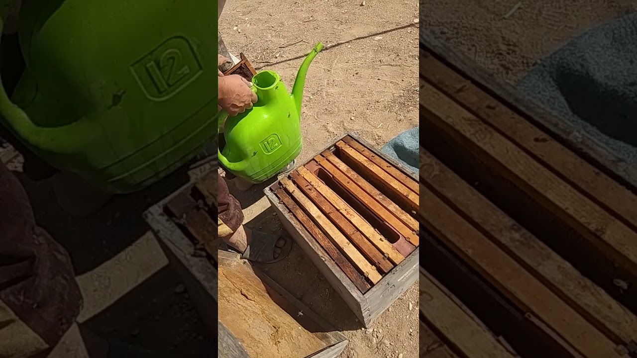 علاج مختلف للنوزيما ورفع مناعة النحل وتنشيط الملكة لوضع البيض