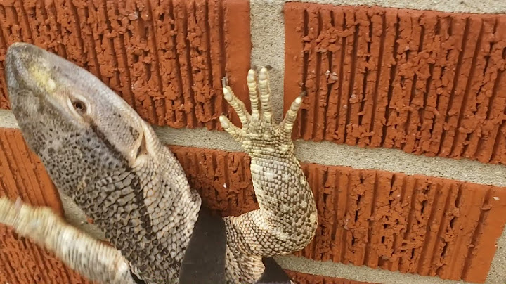 Giant Monitor Lizard Climbs UP Brick Wall | Black Throated Monitor