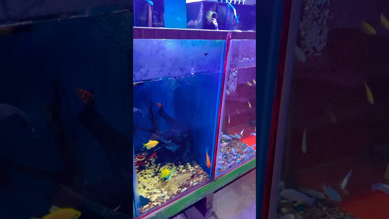 Beli ikan kecil#shorts #short #shortvideo #fish #ikan #ikankecil #aquarium