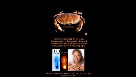 Research in the Stein lab - Temperature effects on the nervous system