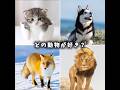 どの動物が好き？ #動物 #可愛い #犬 #猫 #ライオン #キツネ #バズれ