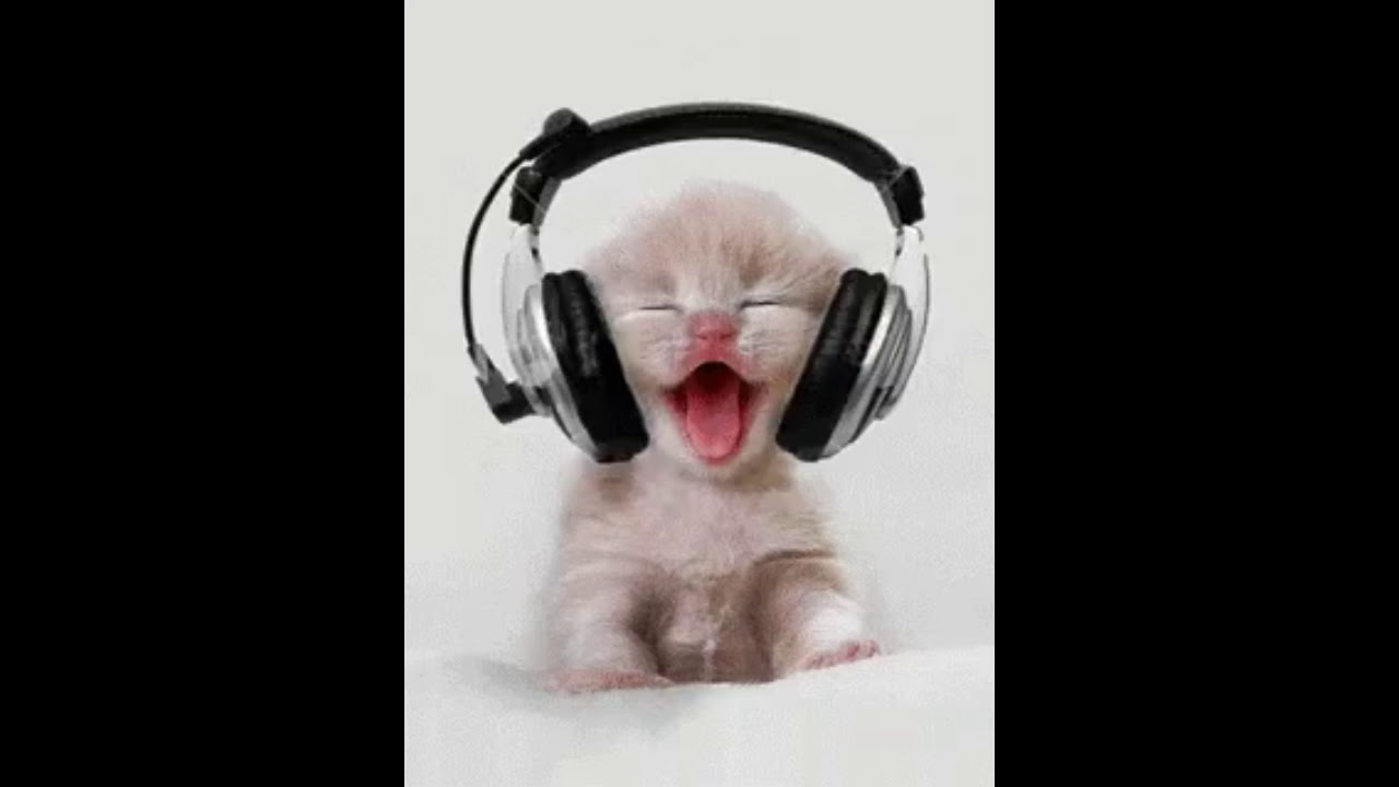 Котик милый котик песня