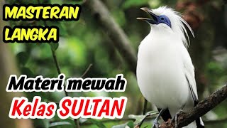 Download Lagu Ultimate Jalak Langka Masteran | Ampuh Gacor dengan Nuansa Alam Aliran Sungai MP3