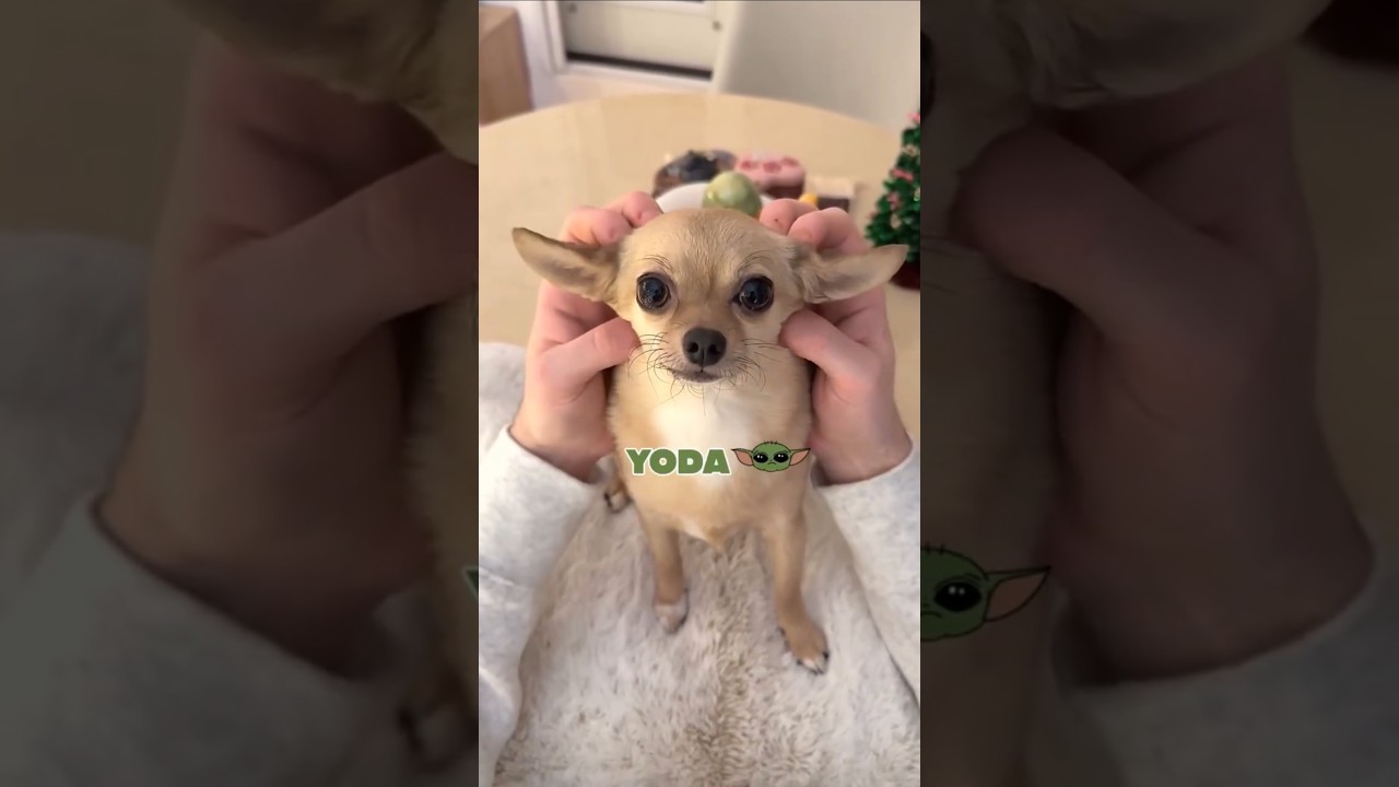 щенок 🐶 медведь 🐻 кролик 🐇 Йода 💚 тюлень 🦭