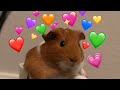 Meet Pigg || Pigg The Guinea Pig