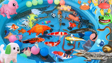 Đi Tìm Cá Và Các Con Vật Nhiều Màu Sắc, Thấy Cả Cá Sấu Dữ Đánh Nhau, Mở Bóng Bay Ra Con Lươn, Cua