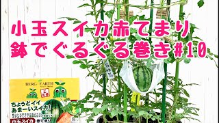 小玉スイカ赤てまり鉢でぐるぐるNo.10ベランダでも簡単あんどん仕立てで空中栽培