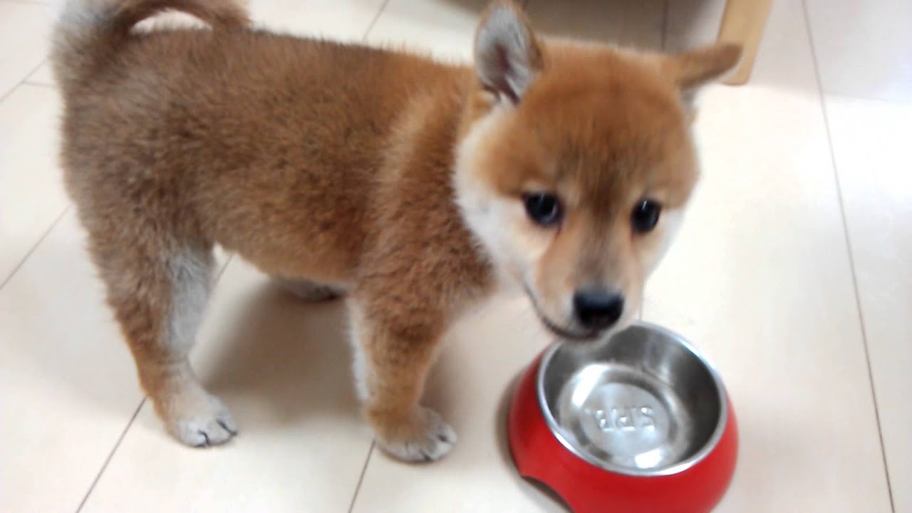 柴犬イーグル すごい食欲 Youtube