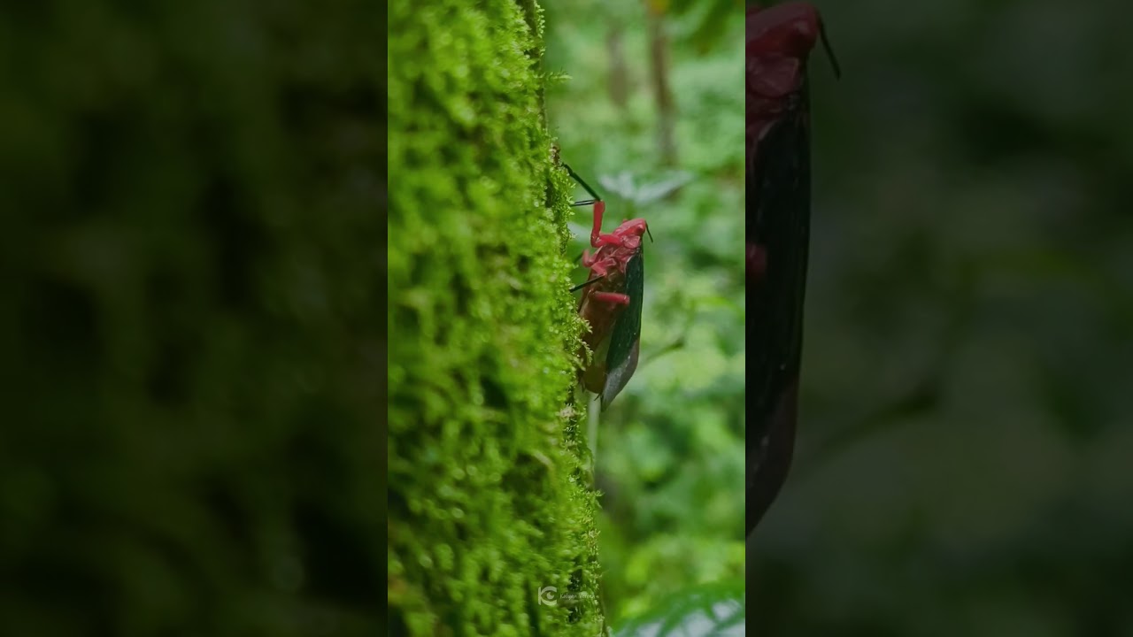Rainforest Western Ghats | Travel Karnataka | 