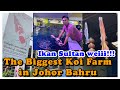 LARGEST KOI FISH FARM in Johor Bahru!!! [ IKAN SULTAN😎 ]