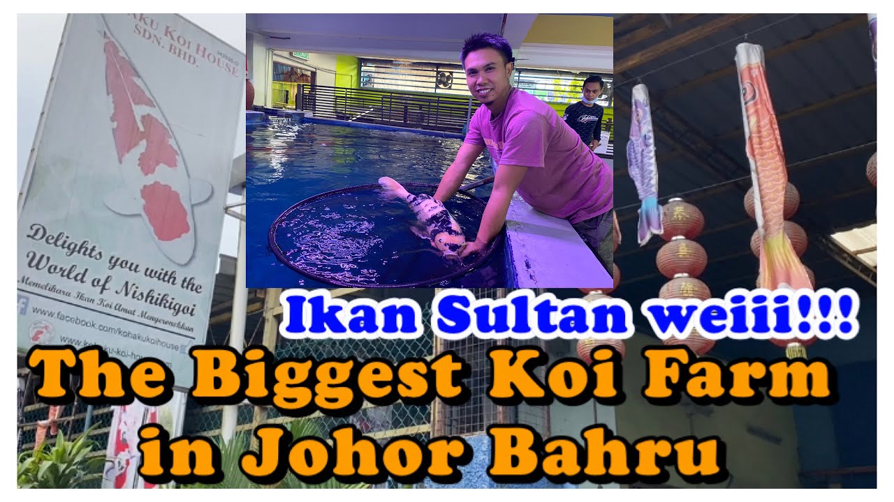 LARGEST KOI FISH FARM in Johor Bahru!!! [ IKAN SULTAN😎 ] YouTube