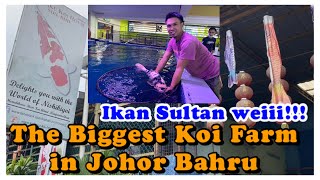 Largest Koi Fish Farm In Johor Bahru  Ikan Sultan 