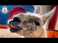 Meet Whitetop, the Oldest Living Llama - Guinness World Records