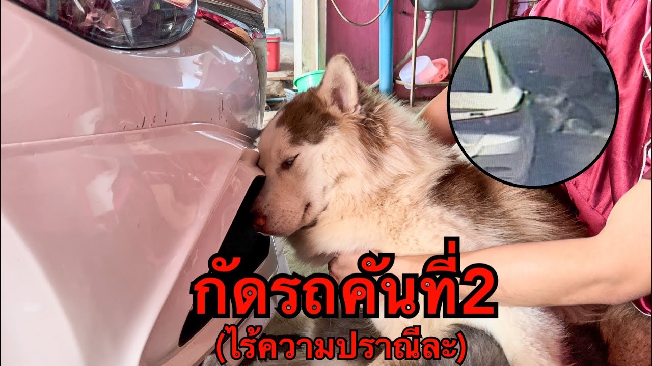 line เล่นวีดีโอไม่ได้ Update 2022 กัดรถคันที่2 ไม่มีความปราณีแล้ว (โปรดใช้วิจารณญาณในการรับชม)