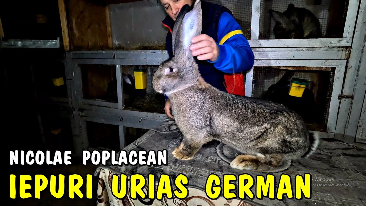 Viața la țară - Iepuri Uriaș German acasă la Nicolae Poplăcean