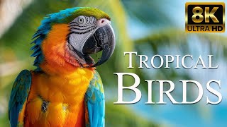 Tropical Birds 8K ULTRA HD | The Greatest Birds Collection | Relaxing Birds Sounds