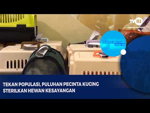 TEKAN POPULASI, PULUHAN PECINTA KUCING STERILKAN HEWAN KESAYANGAN
