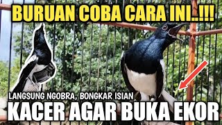 SOLUSI AGAR KACER MAU BUKA EKOR NGOBRA GACOR BONGKAR ISIAN