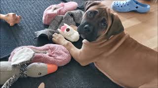 Boerboel & Cane Corso mix...Grace 10.5 weeks old