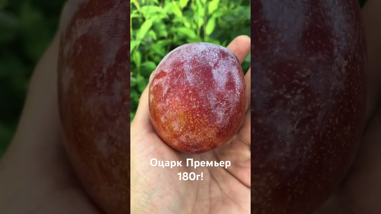 Слива То Че Сан Где Купить