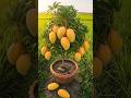 how ro grow mango plant | Amazing mango tree propagation | simple and easy methods