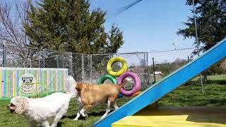 Romping at Doggie Daycare by Adam & Tina's Puppy Love Doggie Daycare 304 views 3 years ago 30 seconds