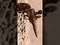 Restoring a WW1 Trench Lighter | Rare Relic Brought Back to Life