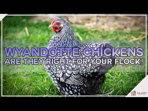 Wideo: Kurczak Wyandotte w srebrnym splocie