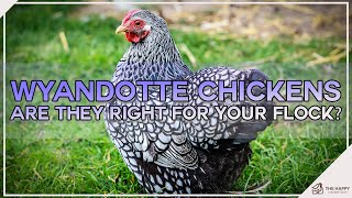 Wyandotte Chickens Are They Right For Your Flock screenshot 1