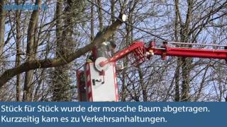 Baum stürzte auf Stromleitung