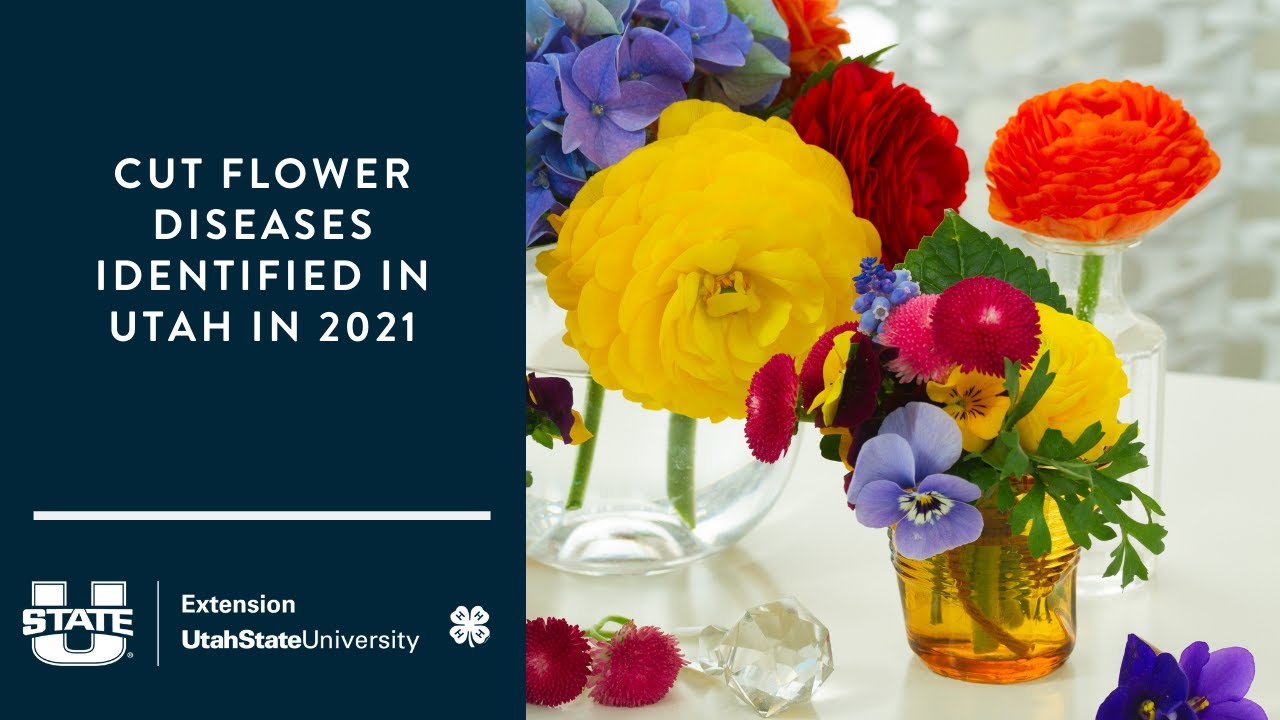 Dahlias Flowers Utah Best Flower Site