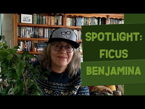 Ficus Benjamina Spotlight: Care Guide & Tips