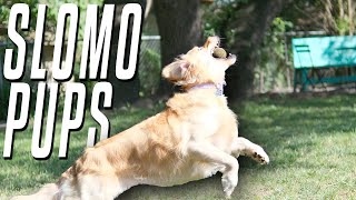Pups in Slomo by Adrian Bennett 71 views 2 years ago 3 minutes, 52 seconds
