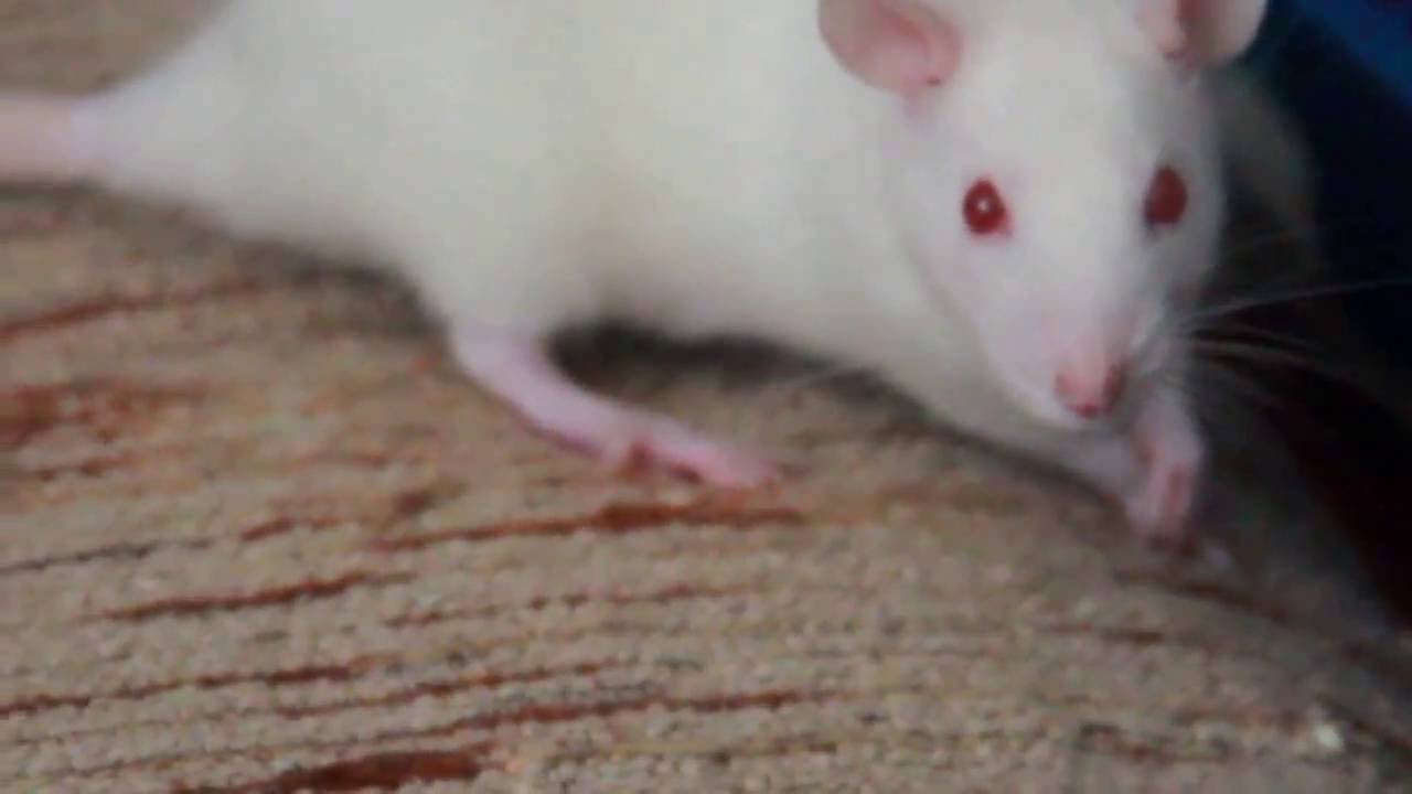 Крыса альбинос фото