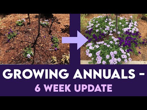 MASSIVE GROWTH IN 6 WEEKS How I Have Success With Annuals 