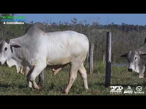 LOTE 60 - DUPLO - 16º Mega Leilão Genética Aditiva e Convidados.