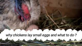 why chickens lay small eggs and what to do?