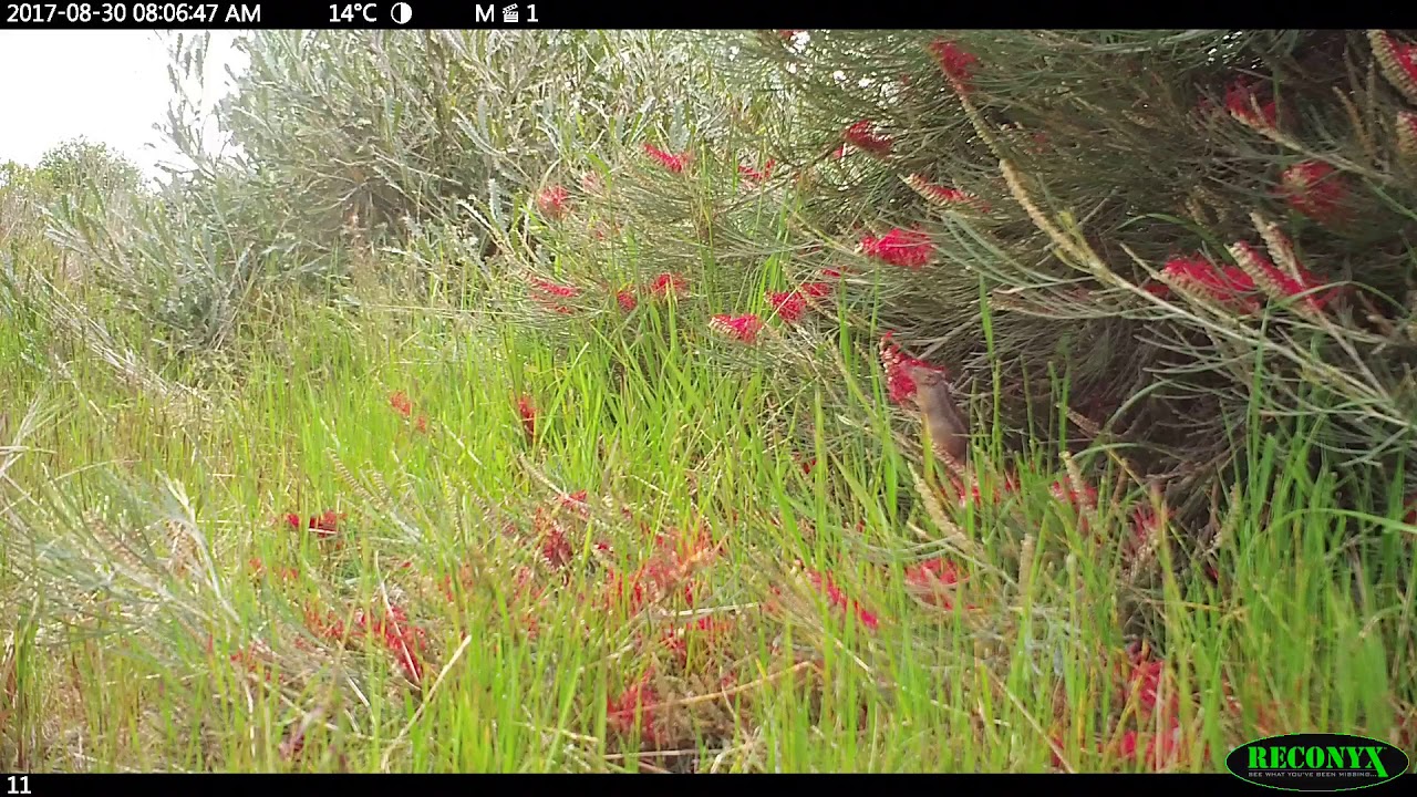 Honey Possum Feeding
