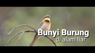 SUARA BURUNG DI ALAM LIAR - PESONA BURUNG BERKICAUAN